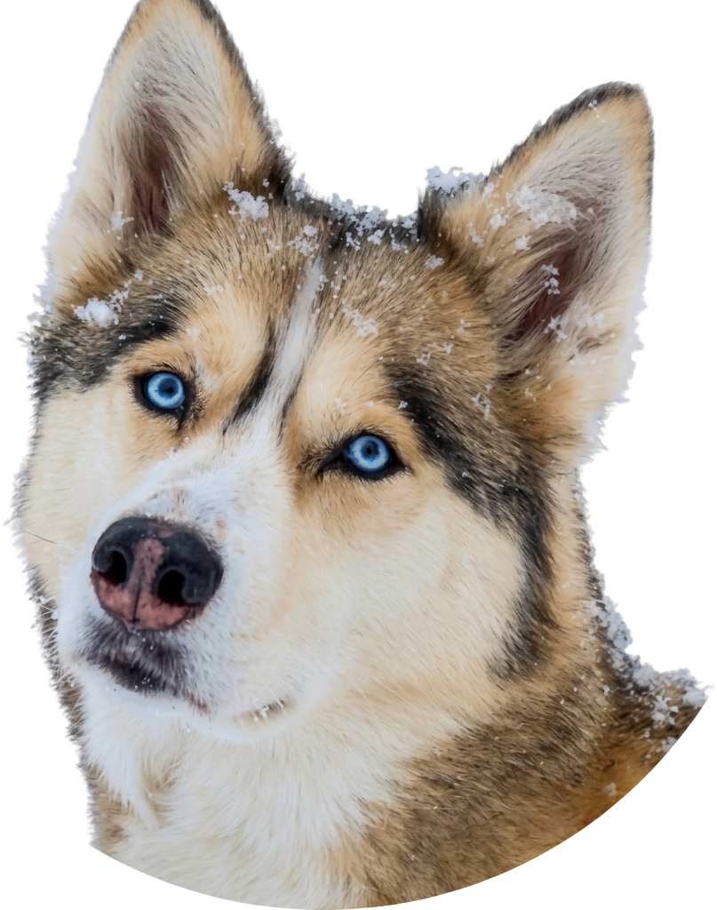 Shelby the husky, snow on his fur, staring into your soul